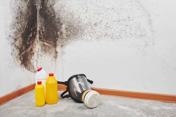 Best Mold Testing  in White Rock, NM
