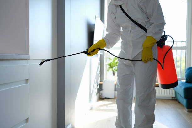 Best Mold Removal Company Near Me  in White Rock, NM